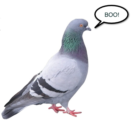 pigeon2